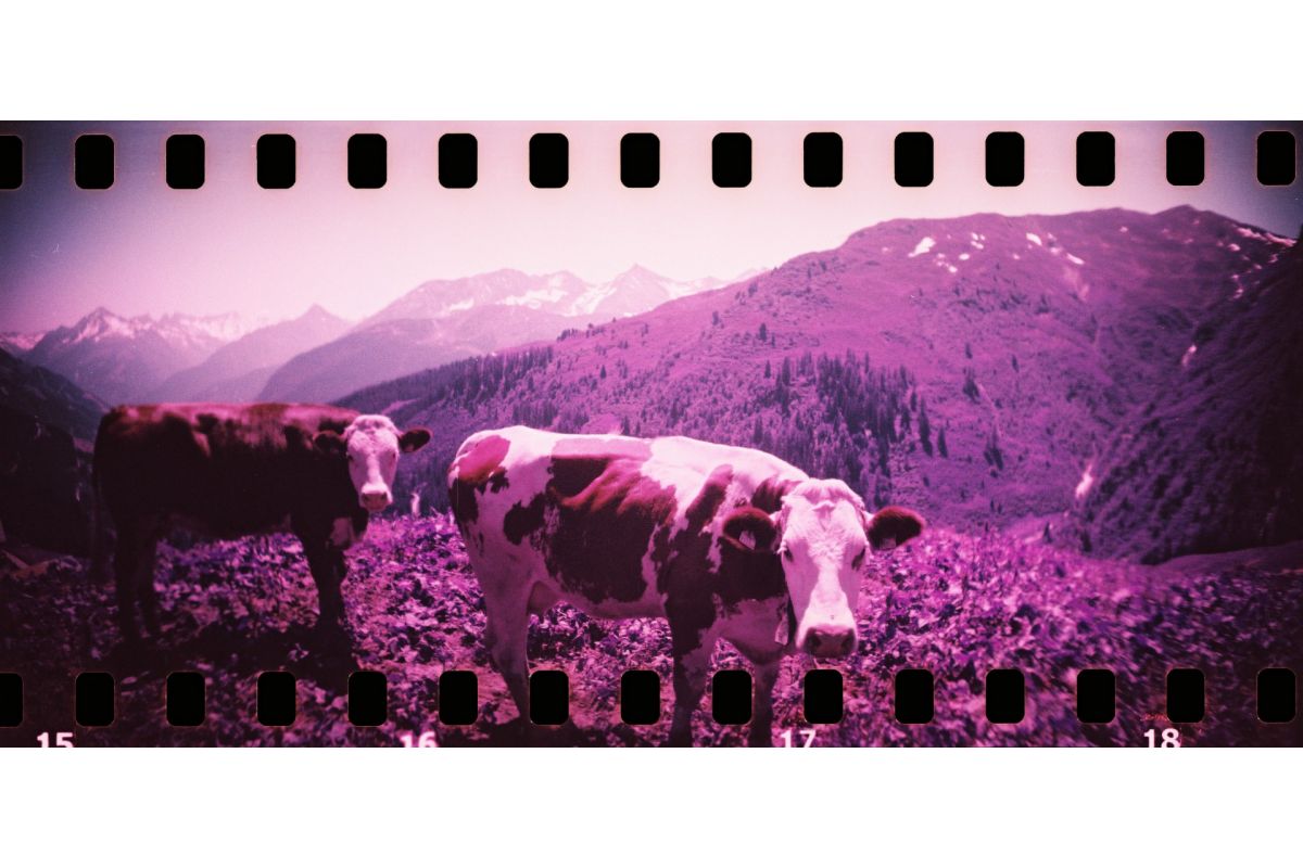 Lomography Sprocket Rocket - 35 mm Panoramic Camera