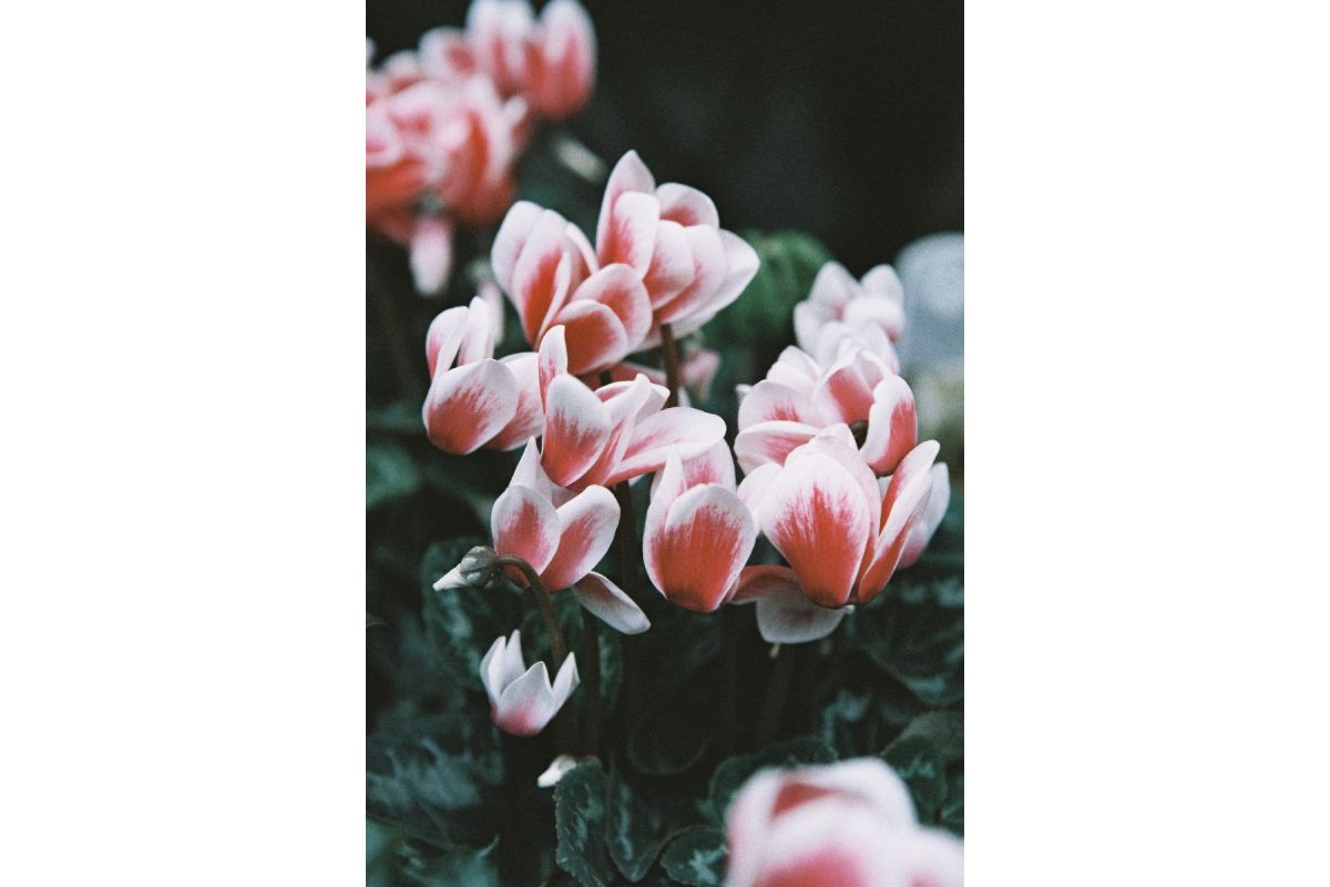 LomoChrome Color ’92 - 120 - ISO 400