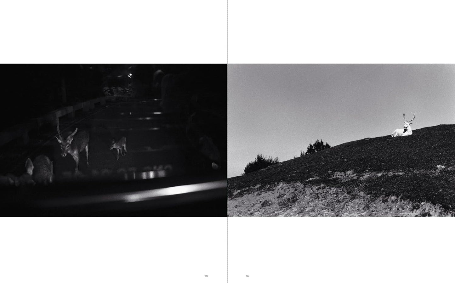 Sakiko Nomura: Tender Is the Night