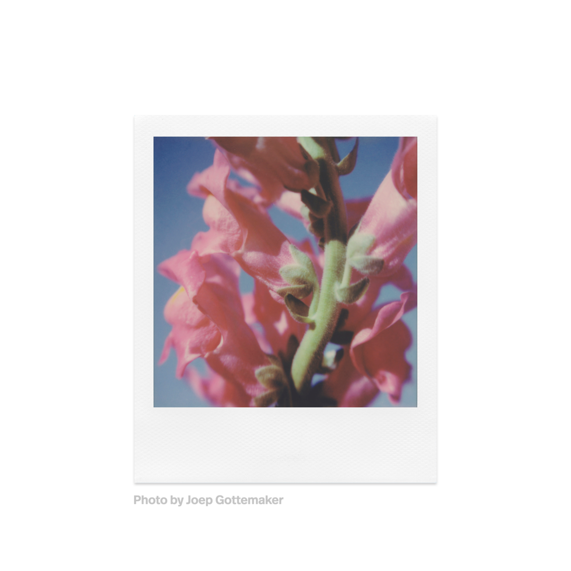 Film Polaroïd SX-70 | Couleur