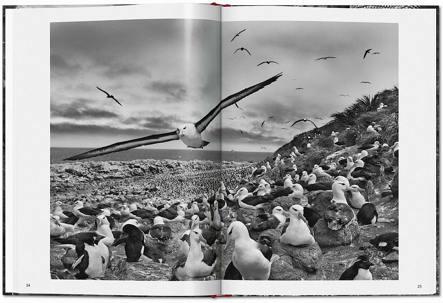 Sebastião Salgado. Genesis - SMALL