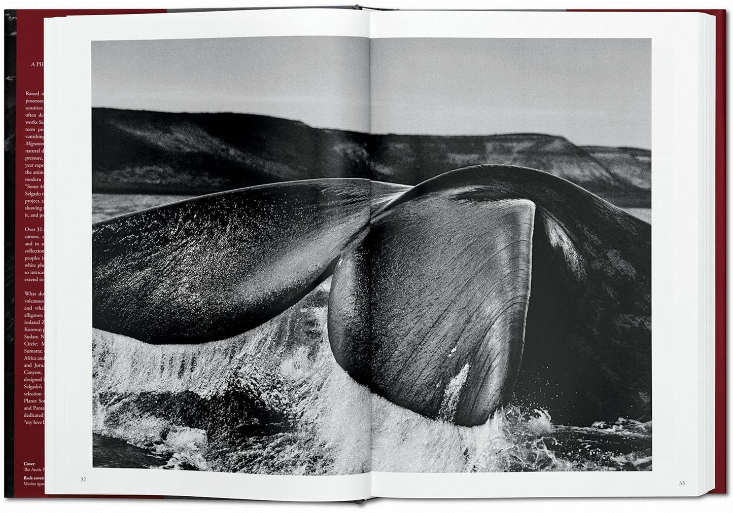 Genesis XL -  Sebastiao Salgado