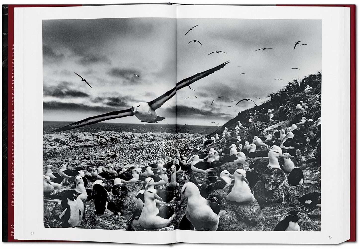 Genesis XL -  Sebastiao Salgado